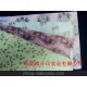 供應(yīng)拷貝紙、彩色拷貝紙、印刷拷貝紙