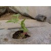 超值實(shí)惠的西瓜膜濰坊哪里有——西瓜膜價(jià)