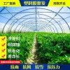 山東優(yōu)質(zhì)西瓜膜批發(fā)，柔軟的西瓜膜