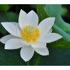 單據(jù)，表格，無碳復(fù)寫等印刷品